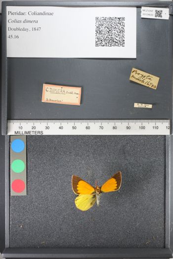Media type: image;   Entomology 124633